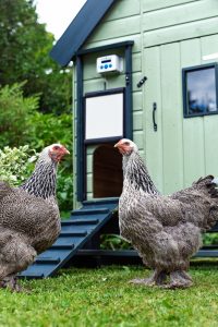 Chicken Guard Automatic Chicken Door 1
